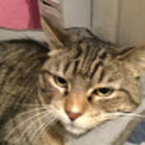 Meet your Posher, Deni